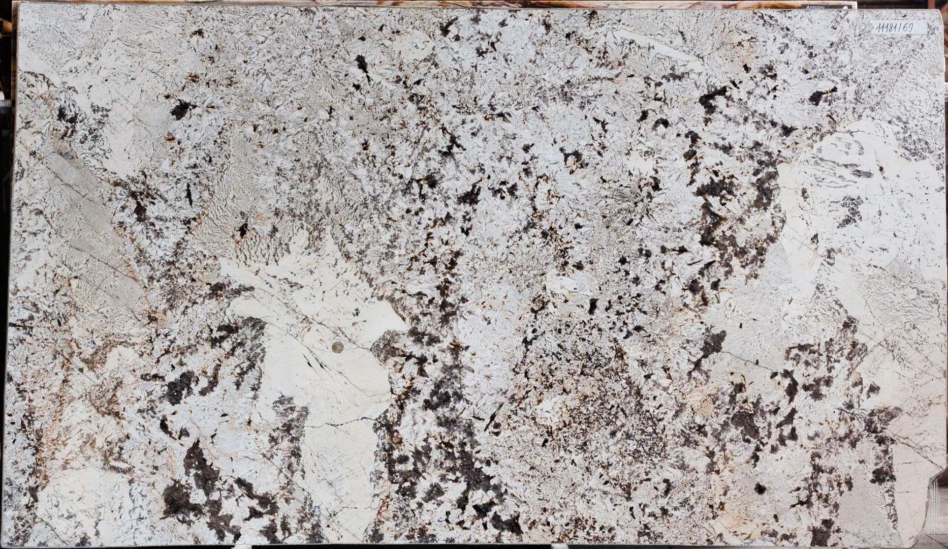 bianco-alpinus